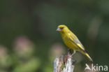 Groenling (Carduelis chloris)