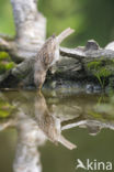 Groenling (Carduelis chloris)