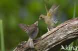 European Greenfinch (Carduelis chloris)