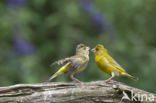 European Greenfinch (Carduelis chloris)