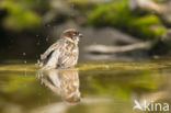 Huismus (Passer domesticus)