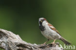 Huismus (Passer domesticus)