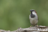 House Sparrow (Passer domesticus)