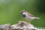 Huismus (Passer domesticus)