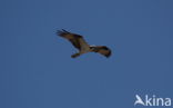 Osprey (Pandion haliaetus)