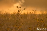 Common Annual Sunflower (Helianthus annuus)
