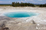 Yellowstone national park