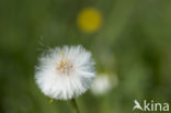 Coltsfoot (Tussilago farfara)