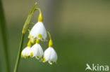 Lenteklokje (Leucojum vernum)