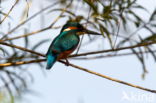 IJsvogel (Alcedo atthis)