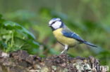 Pimpelmees (Parus caeruleus)