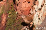 Winter Wren (Troglodytes troglodytes)