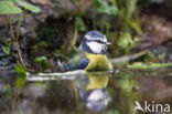 Blue Tit (Parus caeruleus)