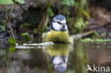 Blue Tit (Parus caeruleus)