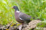 Wood Pigeon