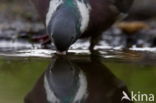 Houtduif (Columba palumbus)