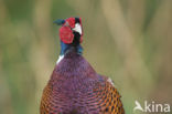 Ring-necked Pheasant (Phasianus colchicus)