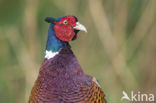 Ring-necked Pheasant (Phasianus colchicus)