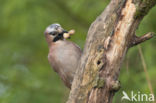 Vlaamse Gaai (Garrulus glandarius)