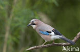 Vlaamse Gaai (Garrulus glandarius)