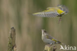 Groenling (Carduelis chloris)