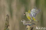 Groenling (Carduelis chloris)