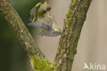 Groenling (Carduelis chloris)