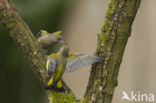 European Greenfinch (Carduelis chloris)