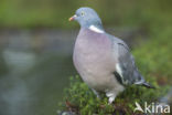 Houtduif (Columba palumbus)