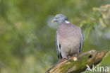 Houtduif (Columba palumbus)