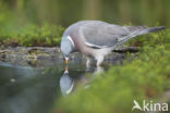 Houtduif (Columba palumbus)