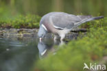 Houtduif (Columba palumbus)