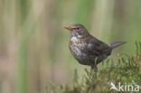 Eurasian Blackbird (Turdus merula)