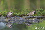 Eurasian Tree Sparrow (Passer montanus)