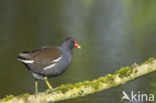 Waterhoen (Gallinula chloropus)