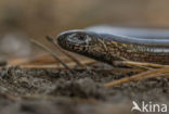 Hazelworm (Anguis fragilis)