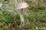 berkenboleet bruingrijze (leccinum cyaneobasileucum)