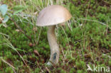 berkenboleet bruingrijze (leccinum cyaneobasileucum)