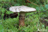 Grauwe ringboleet (Suillus laricinus)