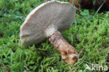 Grauwe ringboleet (Suillus laricinus)