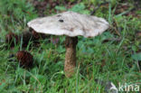 Grauwe ringboleet (Suillus laricinus)