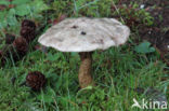 Grauwe ringboleet (Suillus laricinus)