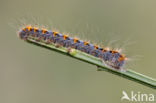 Northern Eggar (Lasiocampa quercus)