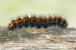 Fox Moth (Macrothylacia rubi)