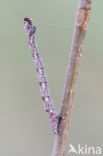 Birch Mocha (Cyclophora albipunctata)