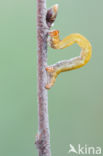 Birch Mocha (Cyclophora albipunctata)