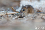 Bosmuis (Apodemus sylvaticus)