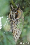 Long-eared Owl (Asio otus)