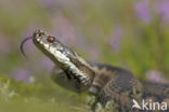 Adder (Vipera berus)