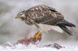 Buizerd (Buteo buteo)